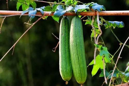 17吃瓜免费吃瓜,畅享夏日瓜果盛宴